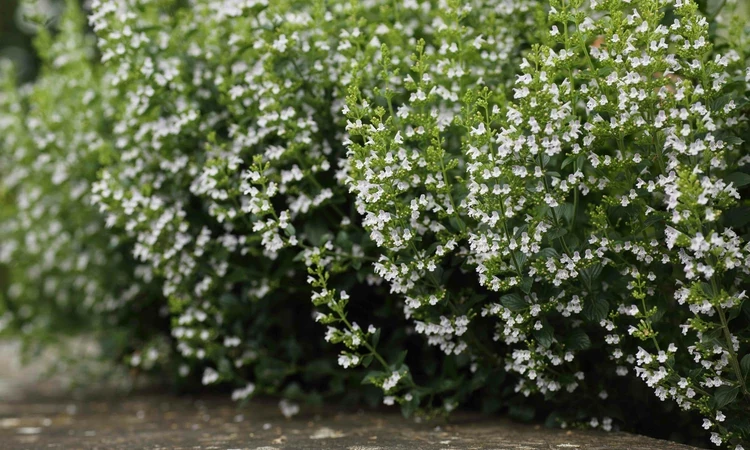lesser calamint