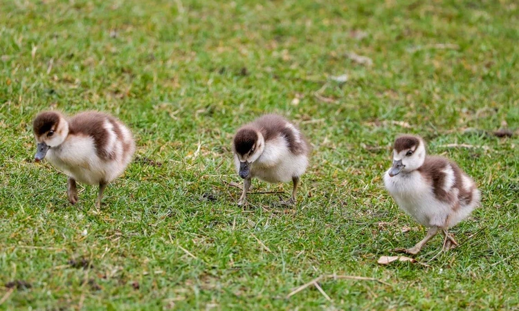 Three small goslings taking a walk
