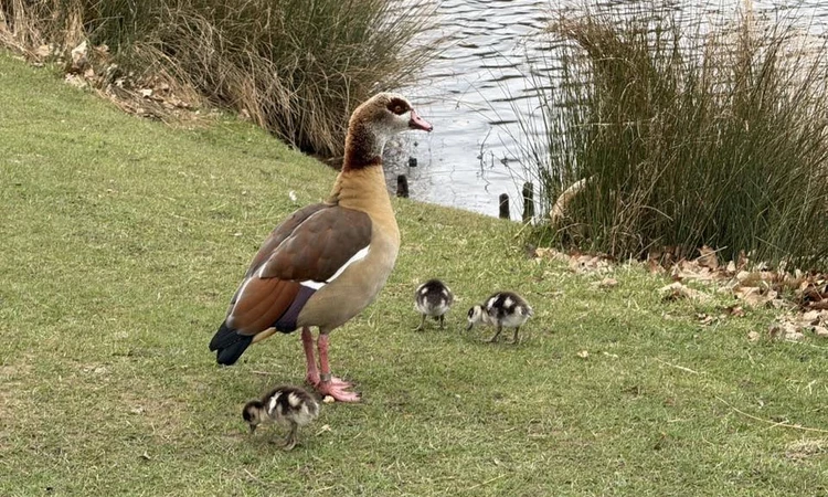 Egyptian goose and its goslings
