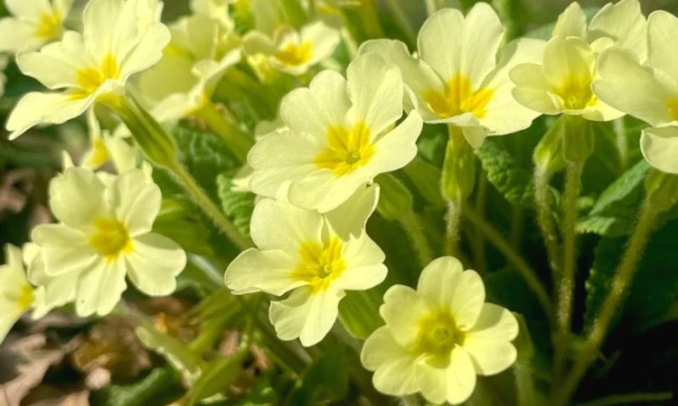 Yellow flowers