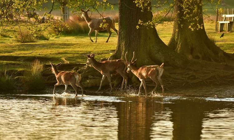 A group of deer wading in the river shallows
