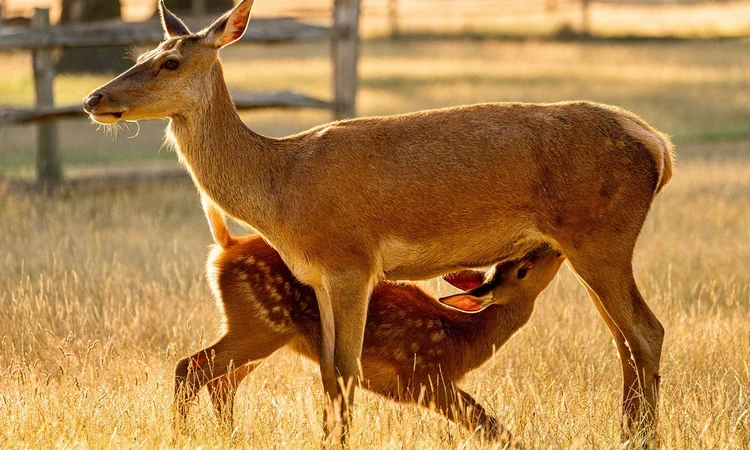 A deer and her young