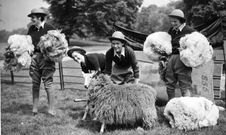 Four members of the WLA (Women's Land Army), shearing sheep in Hyde Park, May 1940