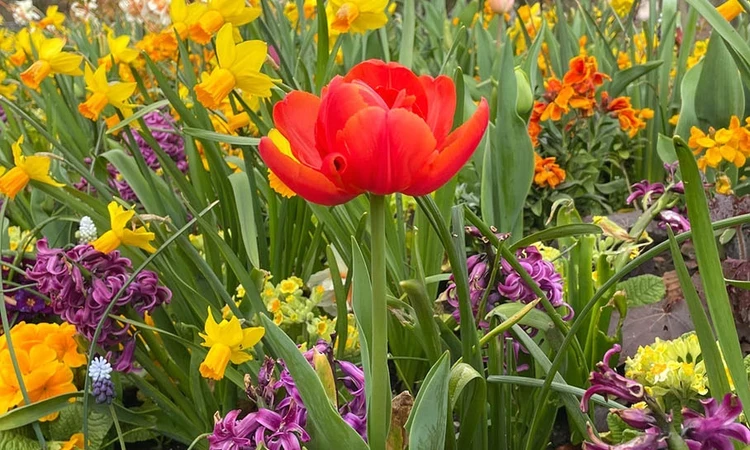 Colourful spring flowers
