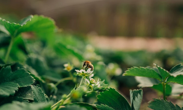 A bee on a flower