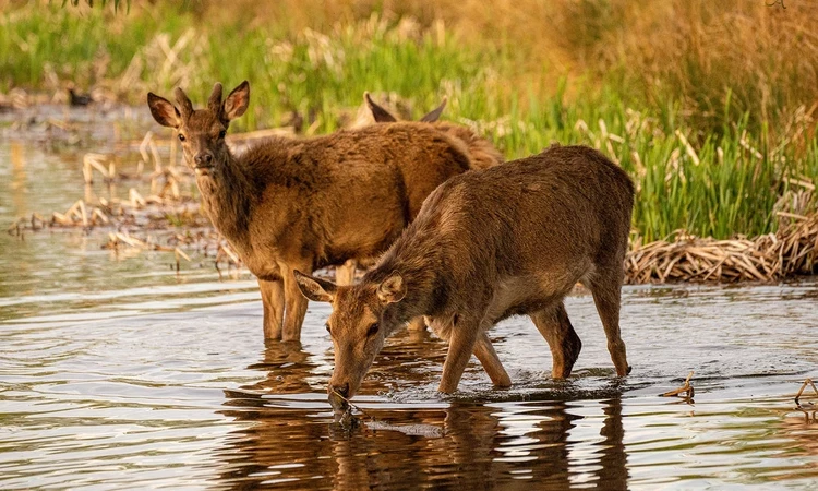 Deer drinking in the river