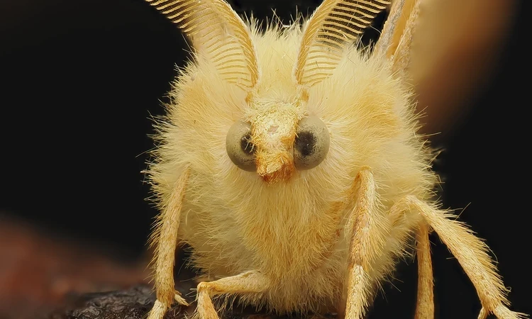 The image features a close-up view of a unique insect, likely a moth, characterized by its fluffy, pale yellow body and large, prominent antennae that resemble ears. The insect's eyes are large and dark, providing a striking contrast to its soft, fuzzy appearance. It is perched on a textured surface, possibly a branch, which adds depth to the composition. The background is dark, emphasizing the intricate details and features of the insect.