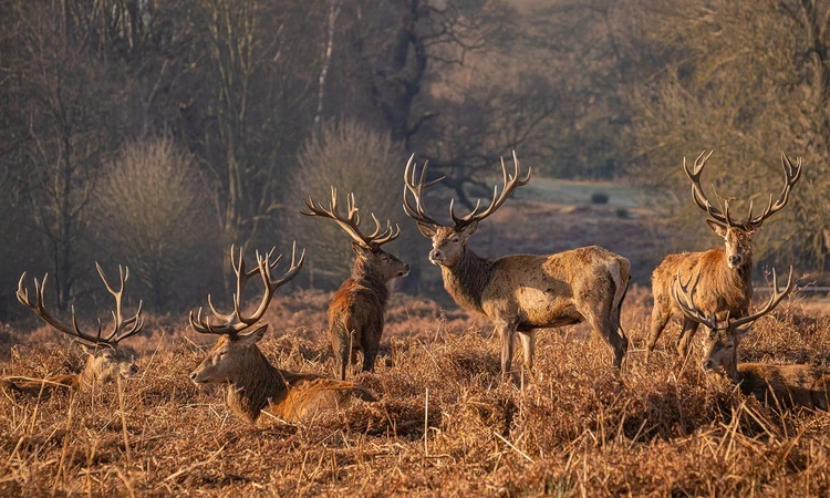 A herd of stags in Richmond Park