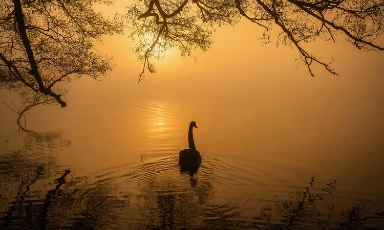 A black swan gliding gracefully across a pond at dawn