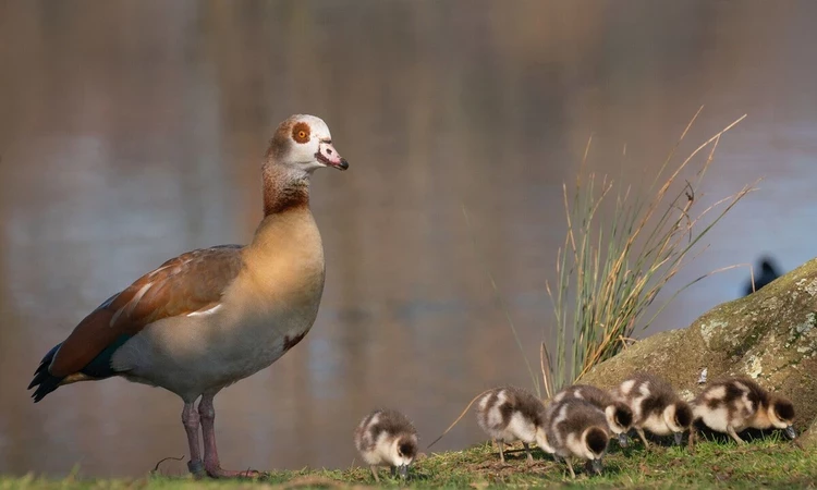 Egyptian goose and its goslings