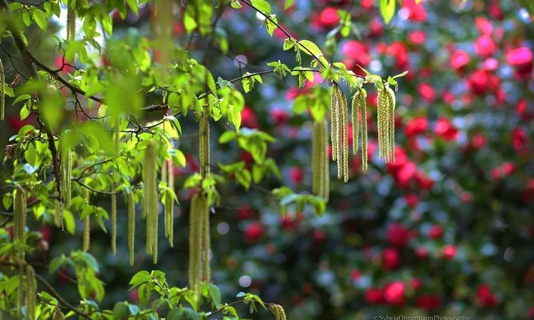 Close-up of catkins on a tree