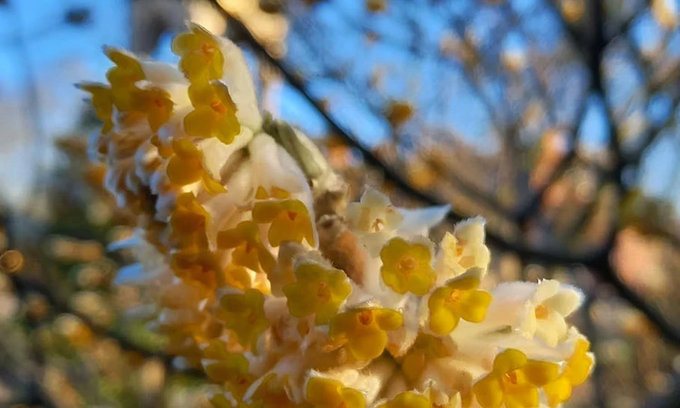 Yellow shrub blossom with the Albert Memorial in the background