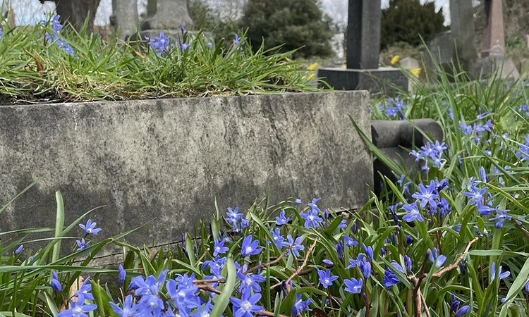 Blue spring wildflowers by stone crosses in a graveyard