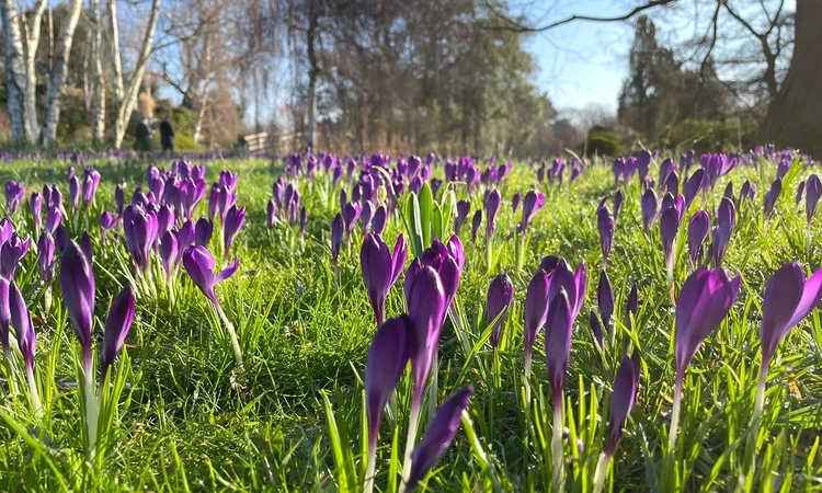 A sea of purple crocuses