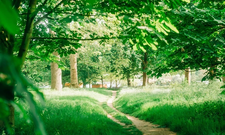 Bright image of a green outdoor area, with a pathway in the centre and lush trees surrounding the path.