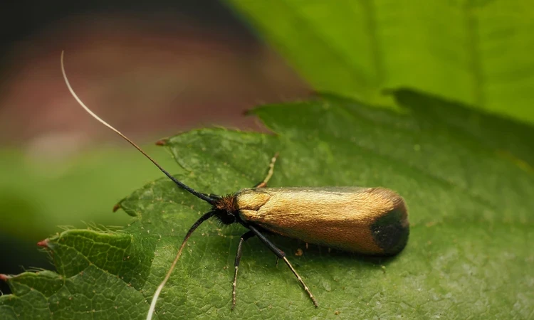 Close up of a Gold Moth with long antennae on a Nettle leaf