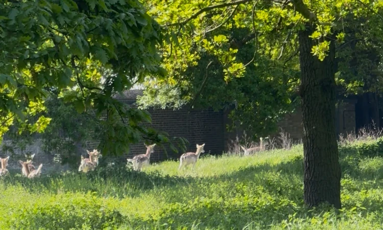 Green ladnscape with tall grass and trees and a few deer  can be seen running away from the camera. 