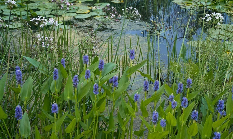 Pond with water plants