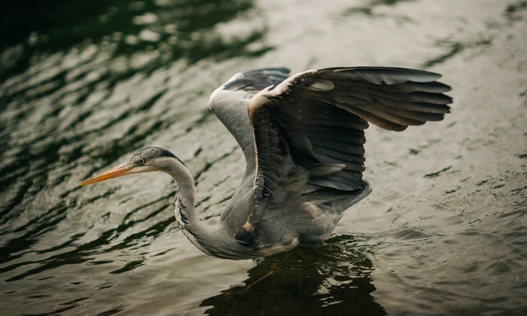 Heron Hyde Summer