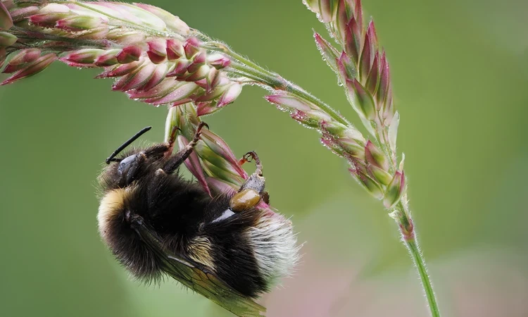 Richmond Summer Bee