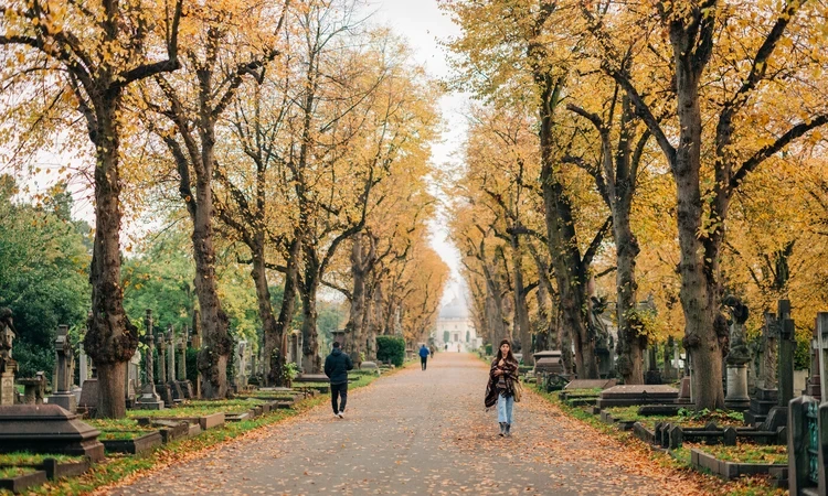 Lime avenue trees with autumnal yellow leaves