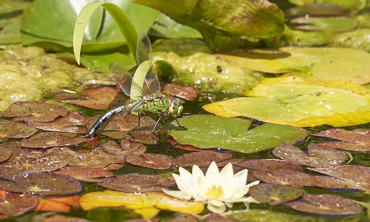 A dragonfly resting on a lily pad