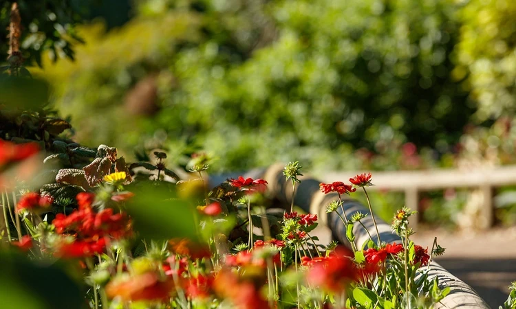Red flower beds in the sunshine