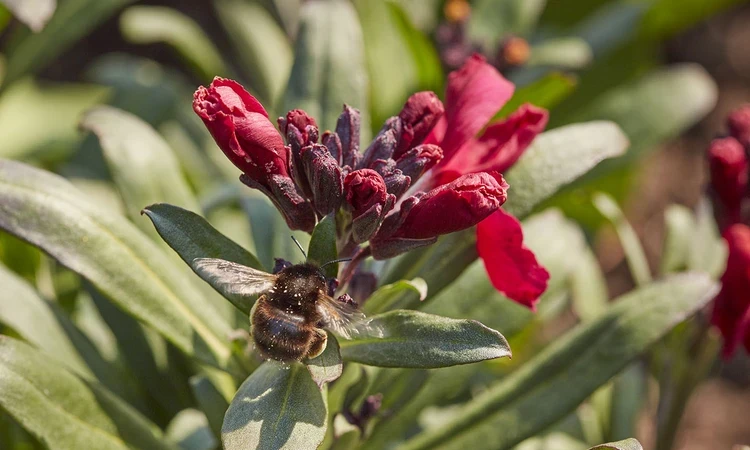 Bee on a wallflower