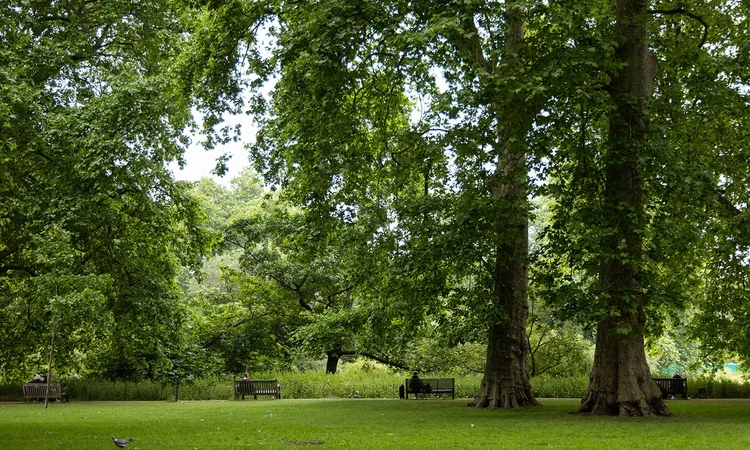 Tall trees in the park