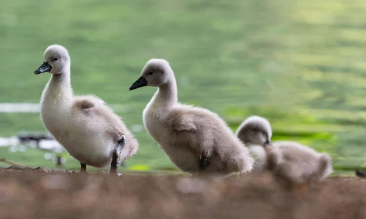 Cygnets