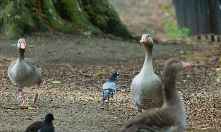 Various birds in The Green Park
