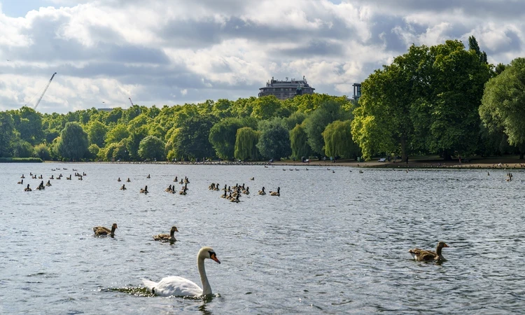 Image of swans and birds swimming on the serpentine lake at Hyde Park.