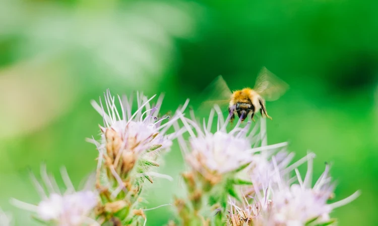 Kensington Gardens Bee Summer Wildlife
