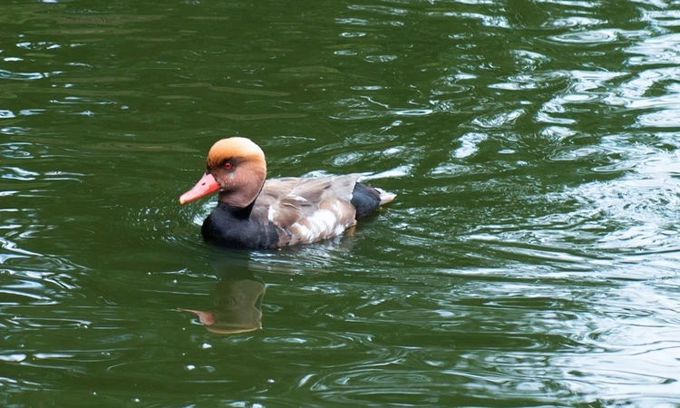 Red-crested Pochard (Netta rufina)