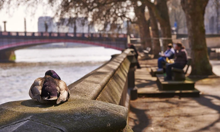 Duck resting on the riverside wall facing Lambeth Bridge