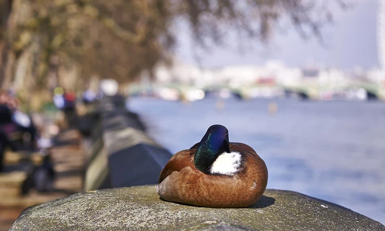 Duck sitting on the river wall