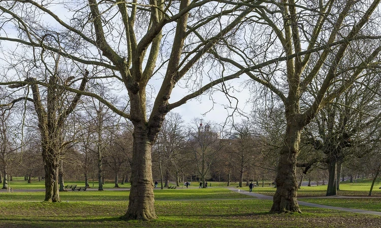 Bare trees and fallen leaves in the park at winter