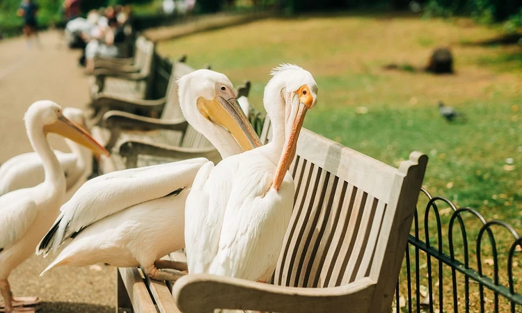 Pelicans on a park bench