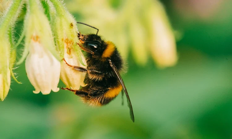 Bee on a flower