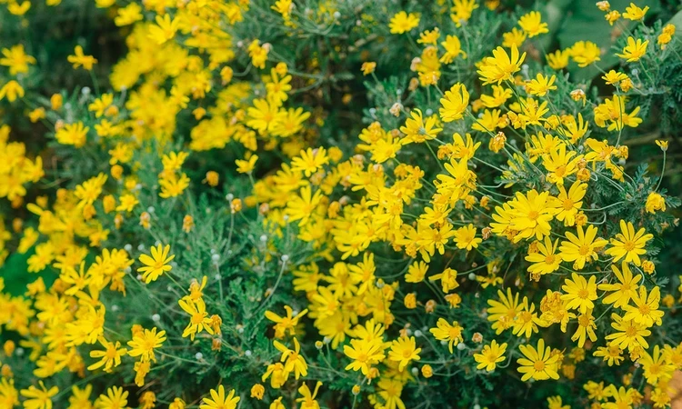 Yellow spring flowers