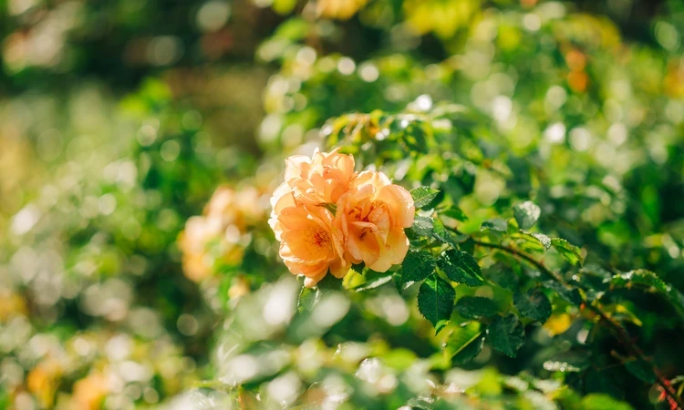 Garden Hyde Summer