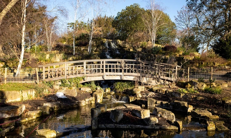 Wooden bridge over a stream at the Japanese Garden