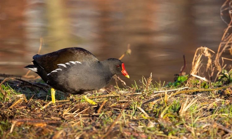 Common moorhen