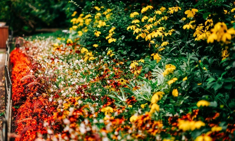 Kensington Gardens Flower Summer