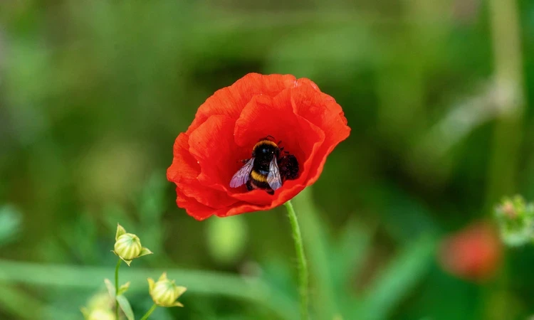 Bushy Summer Gardens Hero