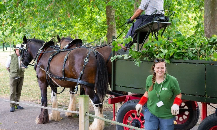 Working shire horses