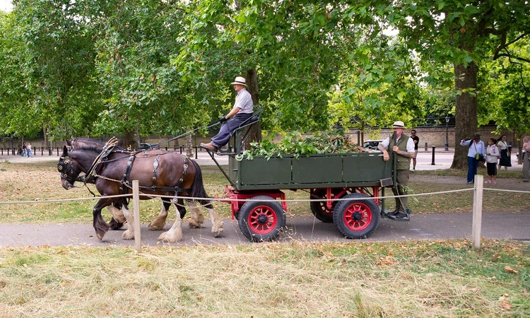 Shire horses pulling a hay cart