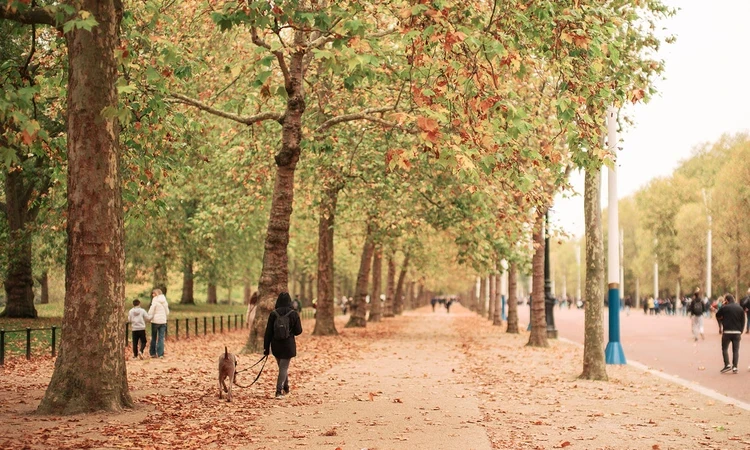 Autumnal view down the tree-lined Mall
