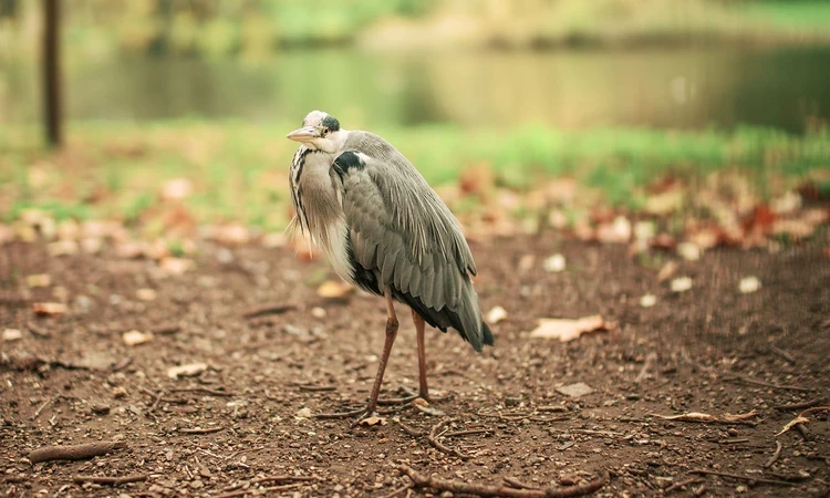 Heron