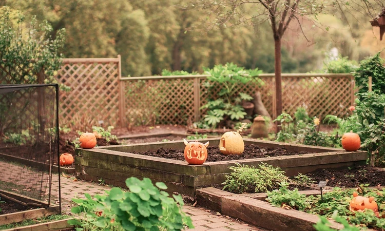 Pumpkin lanterns in the Duck Island allotment